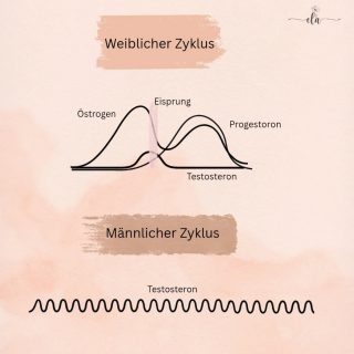 Warum wir manchmal Drama-Queen oder Superheldin sind und Männer einfach ... konstant 😎

💕Frauen ticken zyklisch.
Etwa 28 Tage voller Veränderungen: Energie, Stimmung, Fokus.
Mal top organisiert und voller Power, mal introvertiert, emotional und mit dem Bedürfnis nach Rückzug.
🎢 Kein Wunder – unser Körper fährt Achterbahn, hormonell gesehen.

💙Männer? Haben auch einen Zyklus – täglich.
Ihr Testosteron steigt morgens, sinkt abends.
Mood-Schwankungen? Nur wenn der Kaffee fehlt oder das WLAN streikt. ☕
Ansonsten: eher gleichbleibend, Tag für Tag.

💬 Fazit:
Frauen ticken zyklisch, Männer eher linear.
Das ist weder besser noch schlechter – nur wichtig zu verstehen. Für mehr Selbstfürsorge. Und mehr Verständnis im Miteinander. 💛

#ganzheitlichefrauengesundheit #zykluswissen #hormonbalance #selbstliebe #mithumor #frauengesundheit #weiblichkeit #zyklusbewusstsein