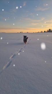 #doglove #winterwonderland❄️ #naturliebe #genießedenmoment #meinhundemädchen #allesweiß❄️